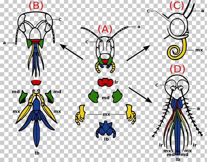 Insect Mouthparts Arthropod Mouthparts Insect Morphology Labrum PNG, Clipart, Animals, Antenna, Area, Art, Arthropod Mouthparts Free PNG Download