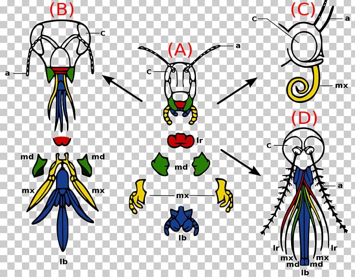 Insect Mouthparts Arthropod Mouthparts Insect Morphology Labrum PNG ...