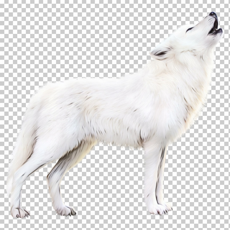 Canadian Eskimo Dog White Swiss Shepherd Dog Arctic Fox Alaskan Tundra Wolf PNG, Clipart, Alaskan Tundra Wolf, Arctic Fox, Breed, Canadian Eskimo Dog, Canis Free PNG Download