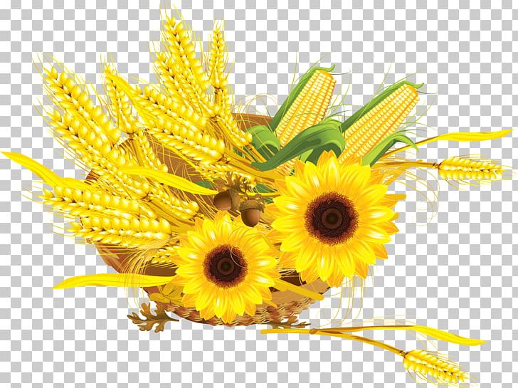 Common Sunflower Maize Cereal Wheat Press Cake PNG, Clipart, Cereal, Common Sunflower, Cut Flowers, Daisy Family, Dandelion Free PNG Download