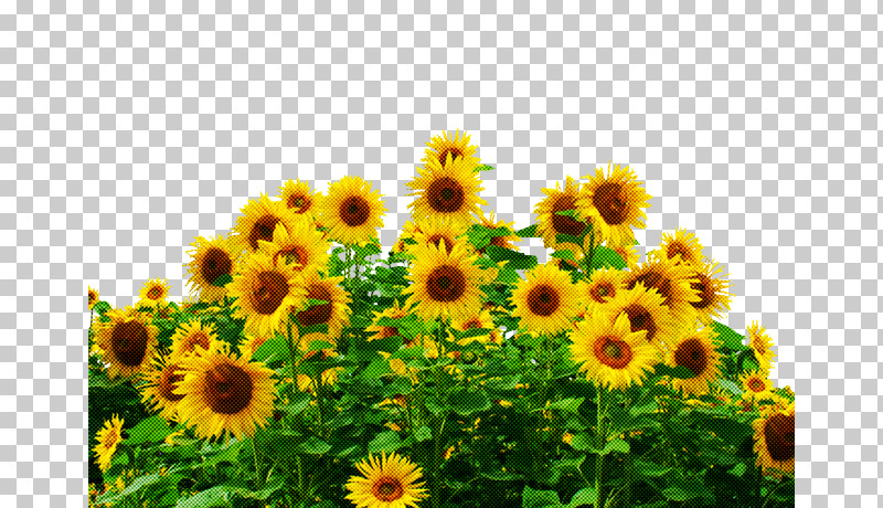 Common Sunflower Sunflower Seed Field Farm Agriculture PNG, Clipart, Agriculture, Annual Plant, Common Sunflower, Daisy Family, Farm Free PNG Download