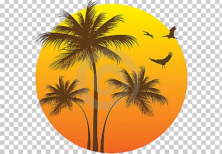 Asian Palmyra Palm Arecaceae Computer Icons Coconut PNG, Clipart, Arecaceae, Arecales, Asian Palmyra Palm, Borassus Flabellifer, Clever Free PNG Download