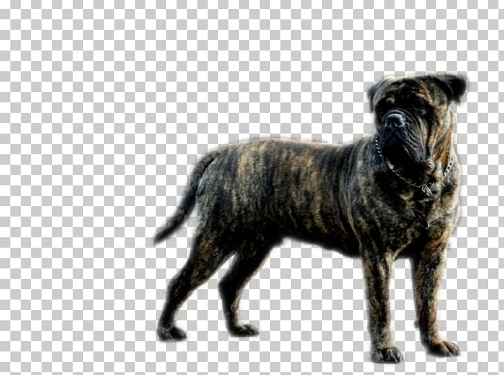 Dog Breed Snout Razas Nativas Vulnerables PNG, Clipart, Animals, Breed, Bullmastiff, Carnivoran, Dog Free PNG Download