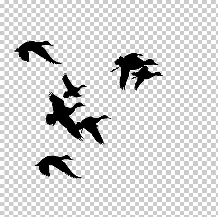 Donald Duck Mallard Silhouette PNG, Clipart, Beak, Bird, Black, Black And White, Clip Art Free PNG Download