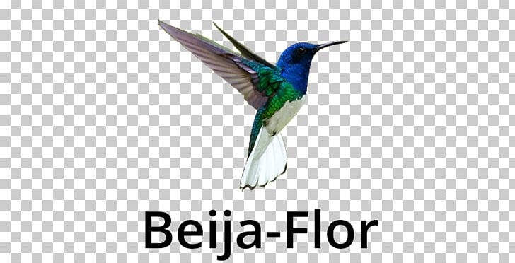 Fauna Feather Beak Wildlife PNG, Clipart, Animal, Animal Figure, Beak, Beija Flor, Bird Free PNG Download