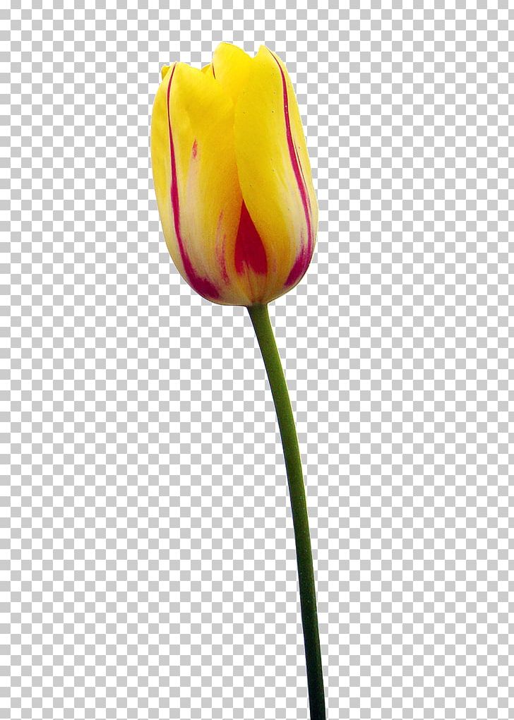 Tulip Flower Petal Plant Stem Woman PNG, Clipart, Bud, Bust, Closeup, Evening Gown, Flower Free PNG Download