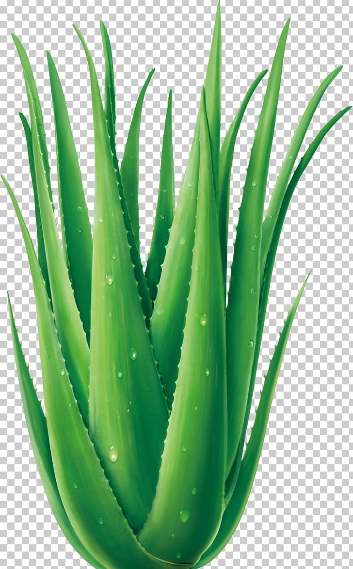 Aloe Vera Euclidean Plant PNG, Clipart, Adobe Illustrator, Agave Azul, Aloe, Aloe Plant, Aloe Vera Free PNG Download
