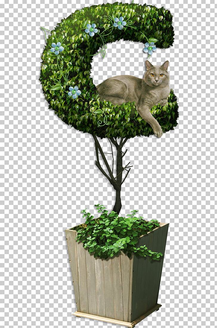 Cat Chinese Sweet Plum Tree Kitten PNG, Clipart, Animals, Bonsai, Cat, Data, Data Compression Free PNG Download