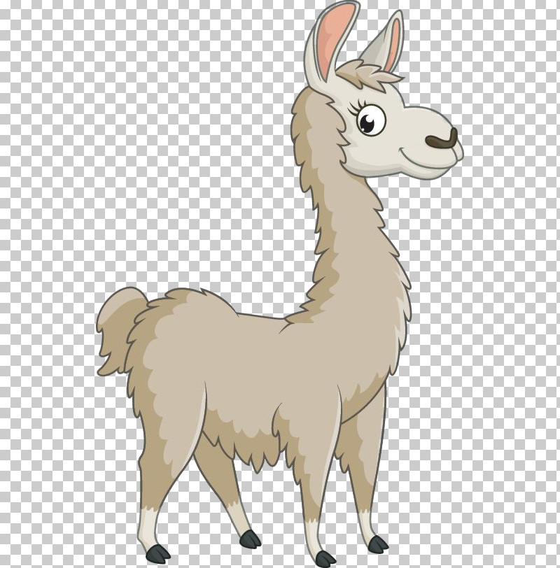 Llama PNG, Clipart, Alpaca, Camelid, Cartoon, Livestock, Llama Free PNG Download