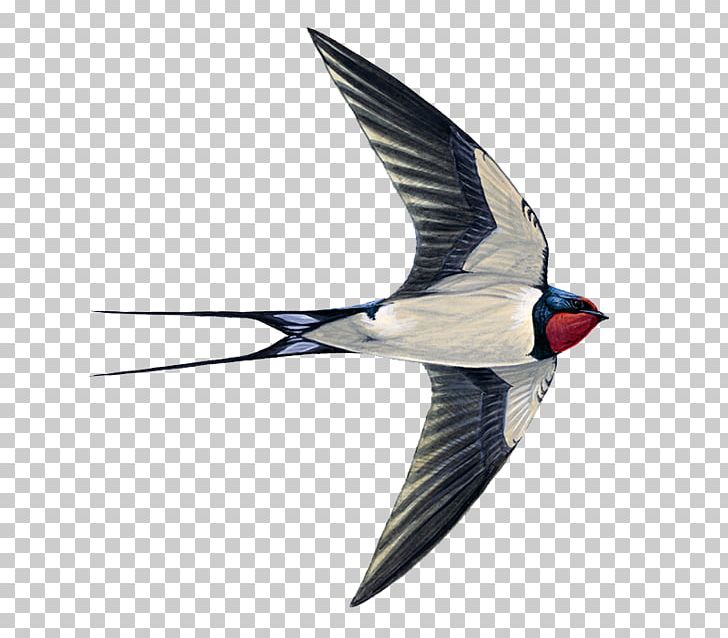 Edible Bird's Nest Swallow Swifts Common Swift PNG, Clipart, Common Swift, Swallow, Swifts Free PNG Download