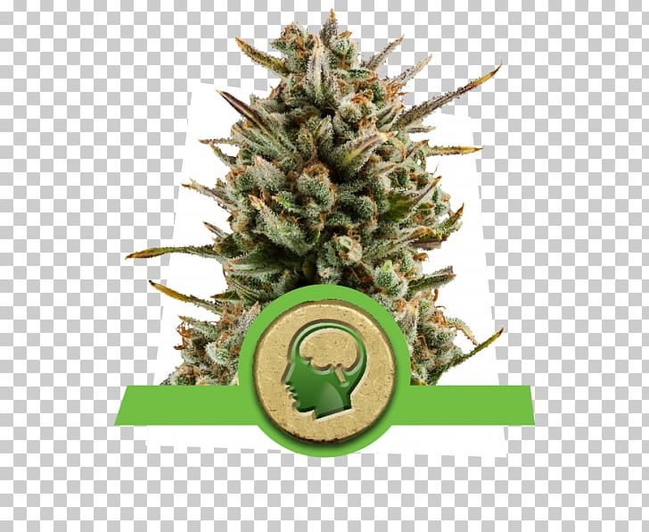 Haze Autoflowering Cannabis Cannabis Sativa Seed Marijuana PNG, Clipart, Autoflowering Cannabis, Breed, Cannabis, Cannabis Ruderalis, Cannabis Sativa Free PNG Download