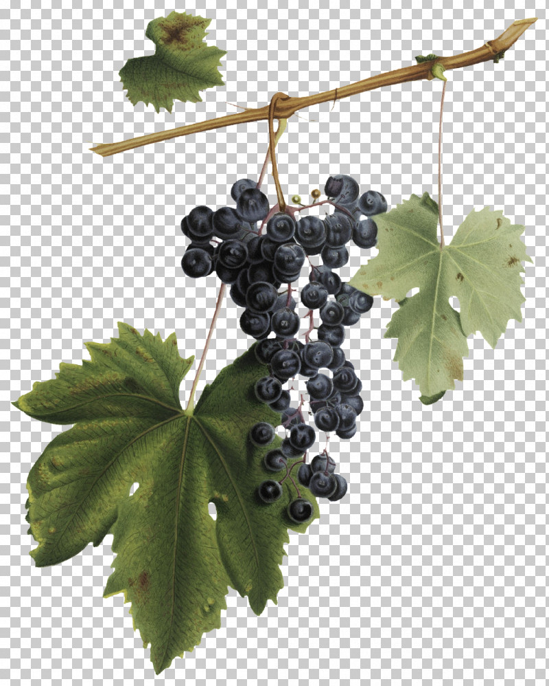 red wine grapes leaves