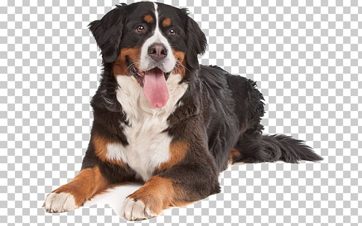 Bernese Mountain Dog Puppy Bullmastiff English Cocker Spaniel Boxer PNG, Clipart, Animals, Berner, Bernese Mountain Dog, Boxer, Breed Free PNG Download