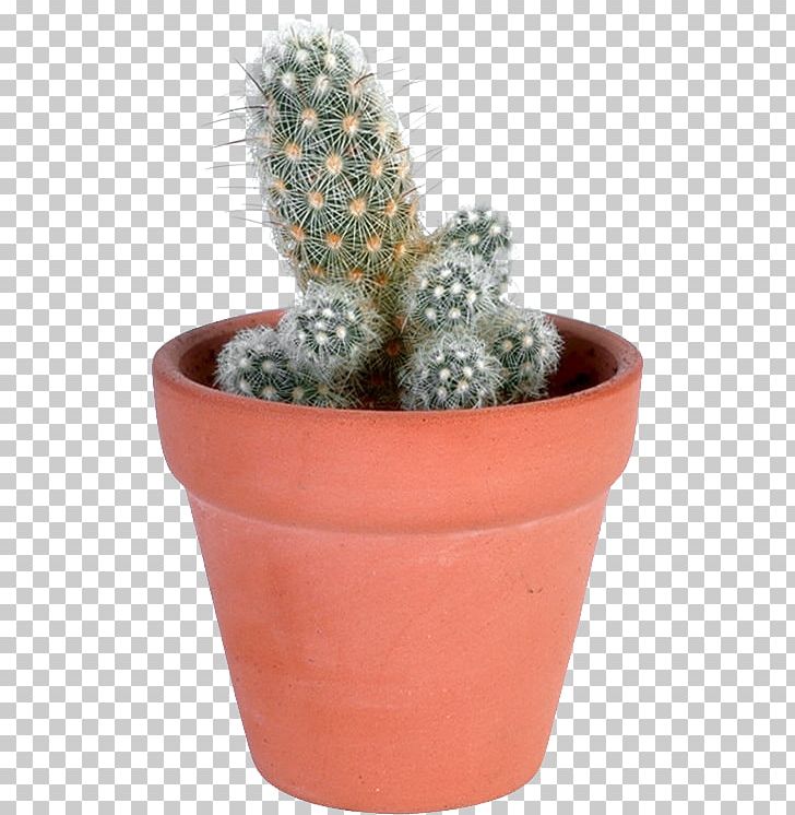 Cactaceae Flowerpot Succulent Plant PNG, Clipart, Bonsai, Cactaceae, Cactus, Caryophyllales, Computer Icons Free PNG Download