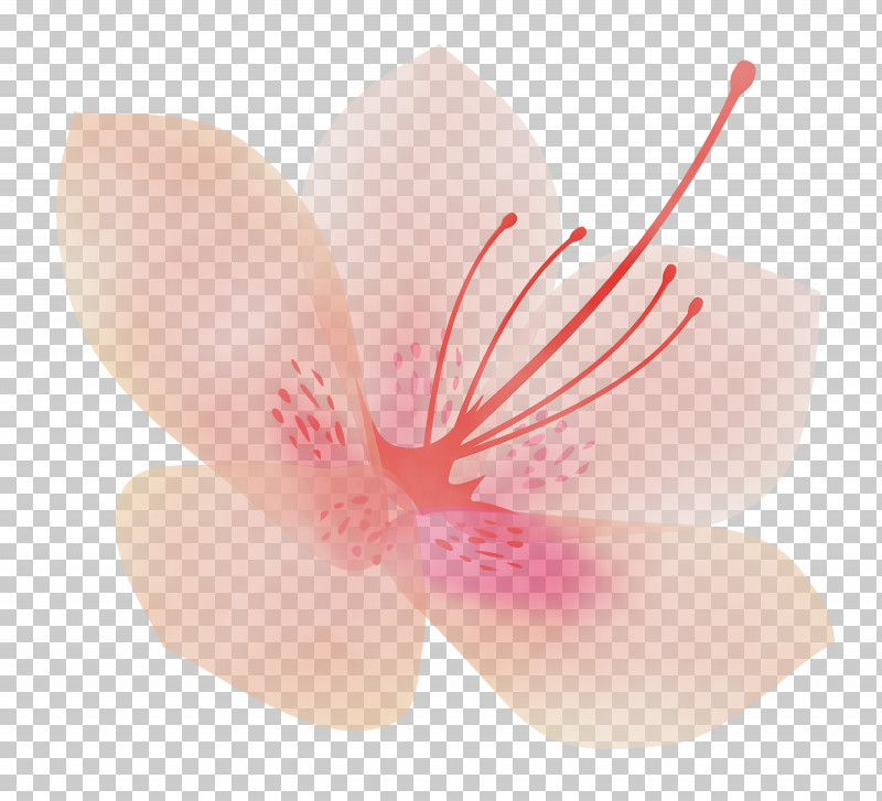 Petal Flower Pink Plant Hibiscus PNG, Clipart, Azalea, Azalea Flower, Blossom, Flower, Hibiscus Free PNG Download