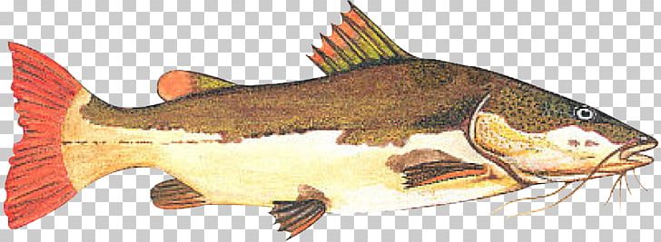 Redtail Catfish Fishing Tambaqui Piaractus Brachypomus PNG, Clipart, Animal Figure, Bony Fish, Catfish, Cod, Fauna Free PNG Download