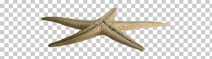 Starfish PNG, Clipart, Starfish Free PNG Download