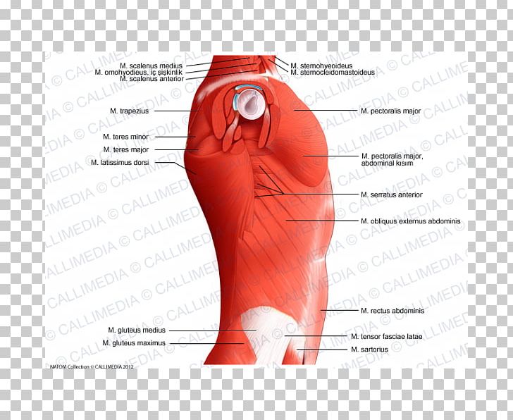 Temporoparietalis Muscle Abdomen Hip Rectus Abdominis Muscle PNG, Clipart, Abdomen, Adductor Muscles Of The Hip, Anatomy, Arm, Fascia Lata Free PNG Download