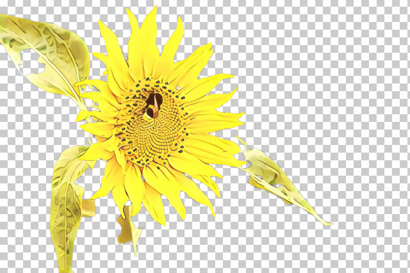 Sunflower PNG, Clipart, Dandelion, Flower, Petal, Plant, Pollen Free PNG Download