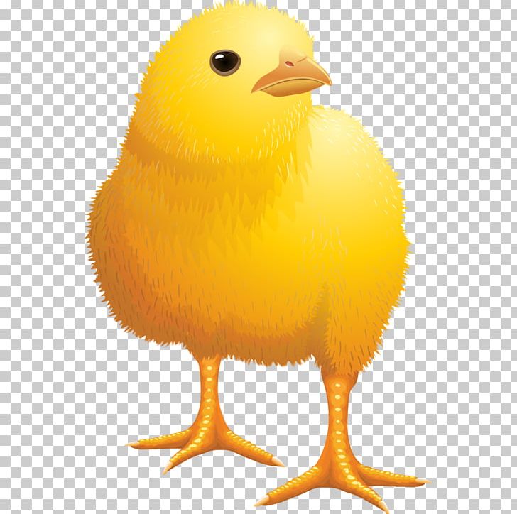 Bábolnai Naposcsibebolt Kft. Araucana PNG, Clipart, Araucana, Beak, Bird, Cartoon, Chick Free PNG Download