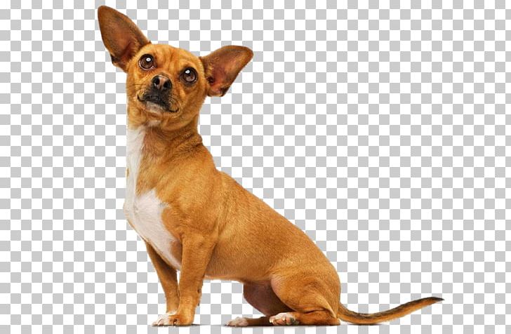 Beverly Hills Chihuahua Beverly Hills Chihuahua Papi Jr. Delgado PNG, Clipart, Beverly, Beverly Hills, Beverly Hills Chihuahua, Beverly Hills Cop, Carnivoran Free PNG Download