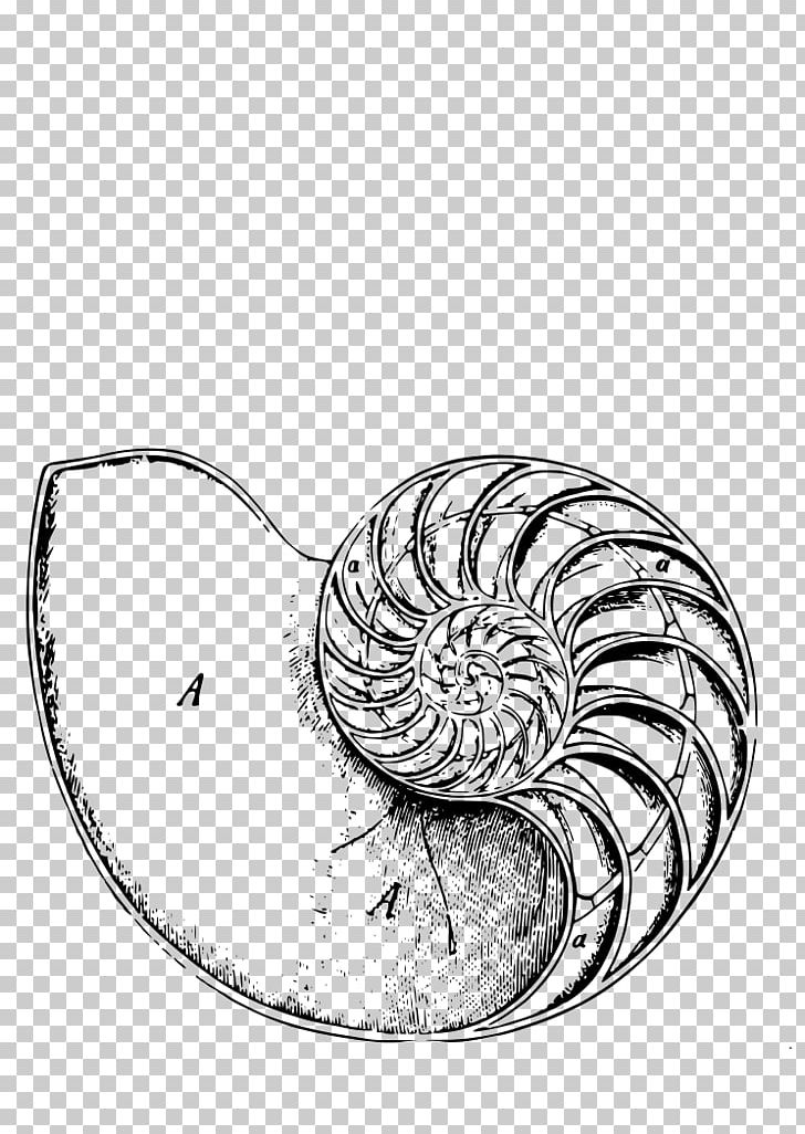 Chambered Nautilus Logarithmic Spiral Human Body PNG, Clipart, Black And White, Body Art, Body Jewelry, Body Modification, Chambered Nautilus Free PNG Download
