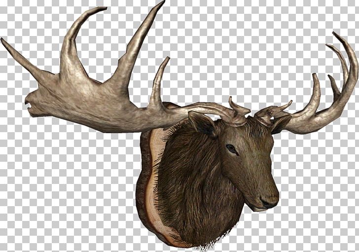 Elk Moose Trophy Hunting Reindeer Horn PNG, Clipart, Animal, Antler, Cartoon, Deer, Elk Free PNG Download