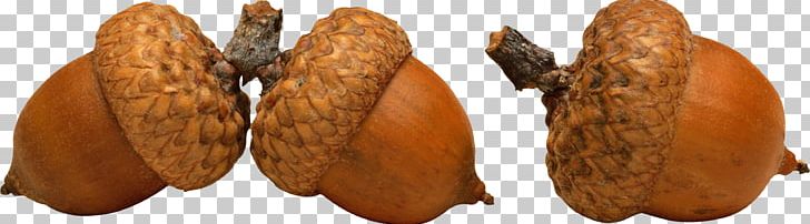 English Oak Acorn Stock Photography Color PNG, Clipart, Acorn, Color, Commodity, Desktop Wallpaper, English Oak Free PNG Download