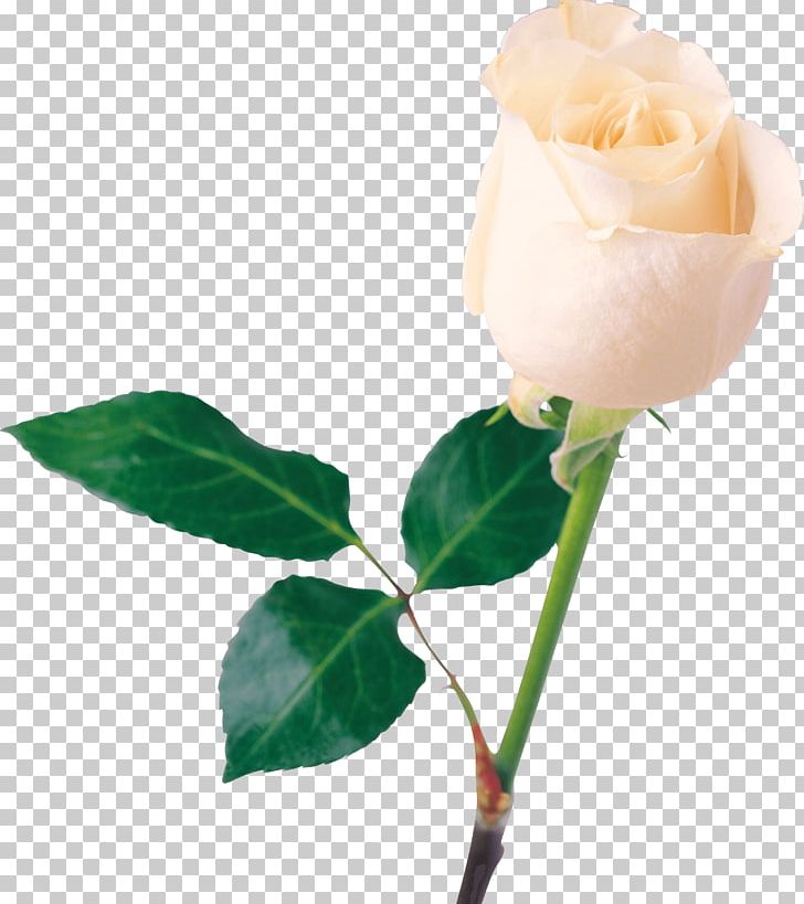 Rose Flower White PNG, Clipart, Amazing, Beyou, Blossom, Bud, Cut Flowers Free PNG Download