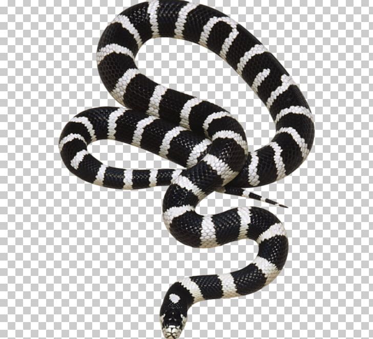Snake Reptile PNG, Clipart, Animals, Black And White, Colubridae, Constriction, Ecology Free PNG Download