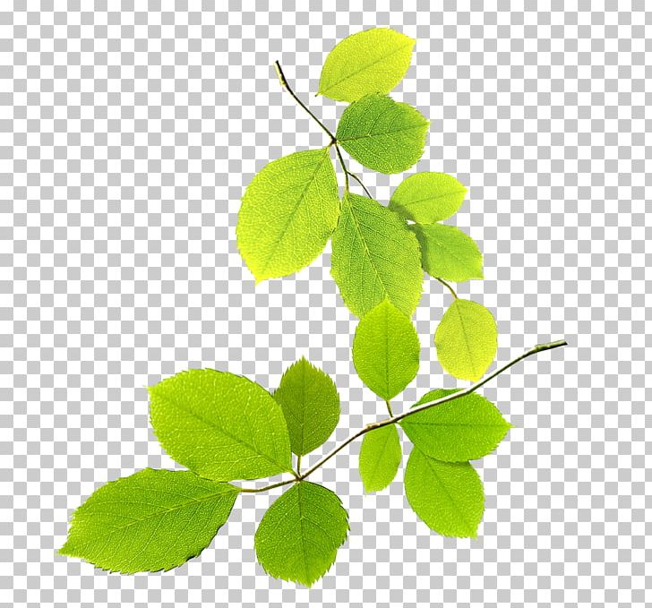 Green PNG, Clipart, Background, Banana Leaves, Branch, Branches, Decorative Free PNG Download