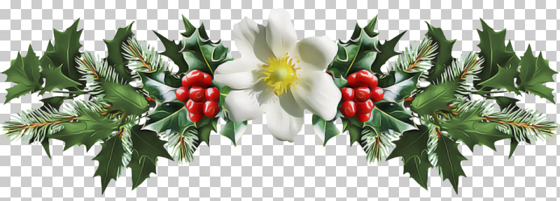 Christmas Holly Ilex Holly PNG, Clipart, Berry, Branch, Christmas, Christmas Holly, Flower Free PNG Download