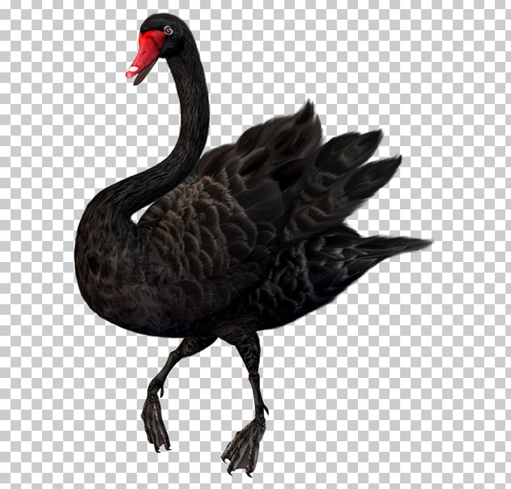 Black Swan Photography PNG, Clipart, Animals, Archive File, Background Black, Beak, Bird Free PNG Download