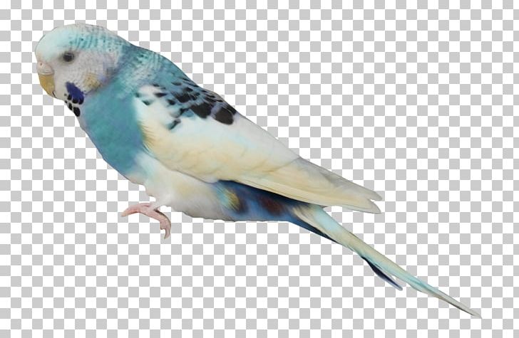 Budgerigar Parrot Lovebird PNG, Clipart, Animal, Animals, Asuka, Beak, Bird Free PNG Download