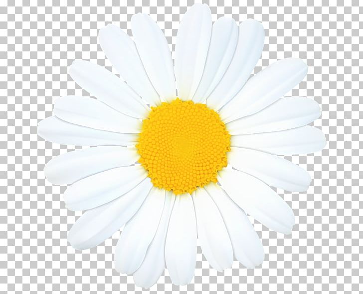 Common Daisy PNG, Clipart, Camomile, Chamaemelum Nobile, Chamomile, Chrysanths, Clip Free PNG Download