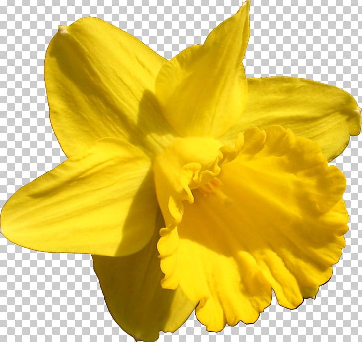 Daffodil Flower Ornamental Plant Desktop Desktop Metaphor PNG, Clipart, Amaryllis Family, Beauty, Blume, Copper, Daffodil Free PNG Download