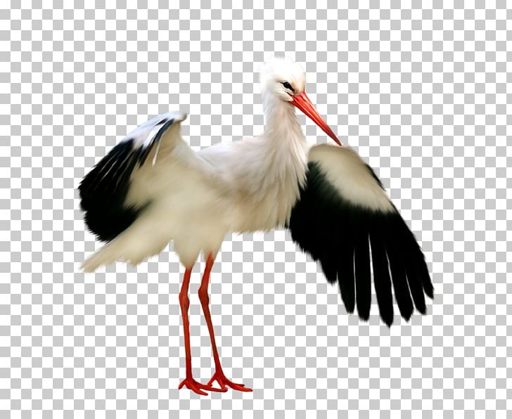 White Stork Bird Black Stork PNG, Clipart, Angels Wings, Angel Wing, Angel Wings, Beak, Big Free PNG Download
