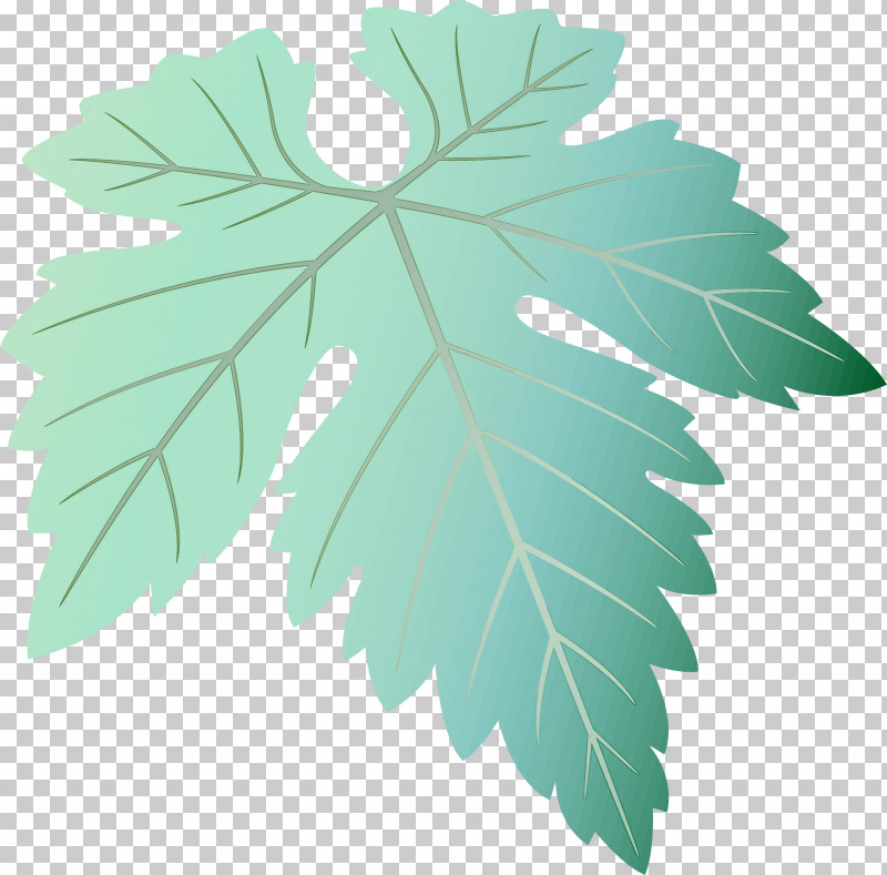 Grapes Leaf Leaf PNG, Clipart, Black Maple, Flower, Grape Leaves, Grapes Leaf, Leaf Free PNG Download