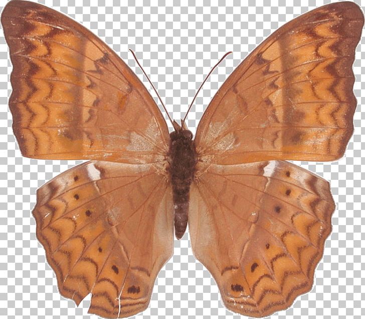 Butterfly Gossamer-winged Butterflies Cirrochroa Brush-footed Butterflies Moth PNG, Clipart, Arthropod, Brick, Brush Footed Butterfly, Butterfly, Color Free PNG Download