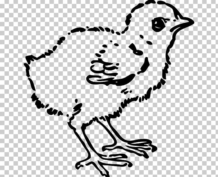 Chicken Black And White PNG, Clipart, Art, Artwork, Beak, Bird, Black And White Free PNG Download