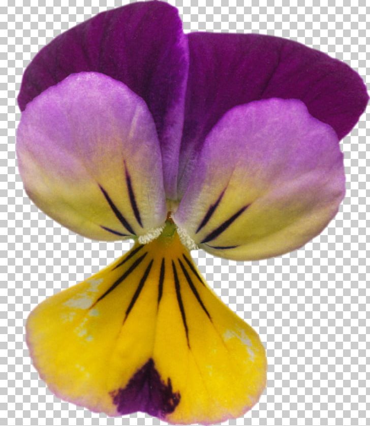 Taken Over Pansy Violet Purple Lilac PNG, Clipart, Flower, Flowering Plant, Lavender, Lilac, Magenta Free PNG Download