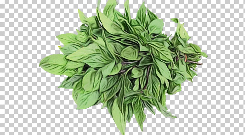 Herb Herbal Medicine Vegetable Leaf Spinach PNG, Clipart, Basil, Biology, Herb, Herbal Medicine, Leaf Free PNG Download