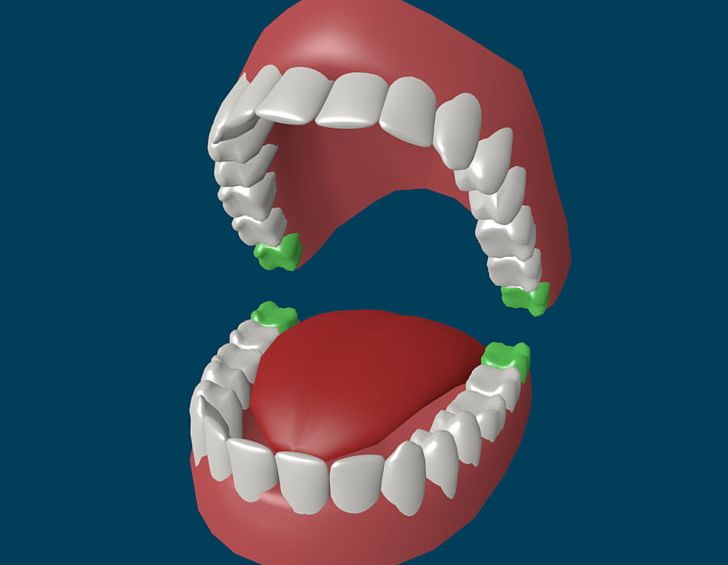 Human Tooth Wisdom Tooth Homo Sapiens Deciduous Teeth PNG, Clipart, Canine Tooth, Child, Deciduous Teeth, Dentistry, Growing Teeth Free PNG Download
