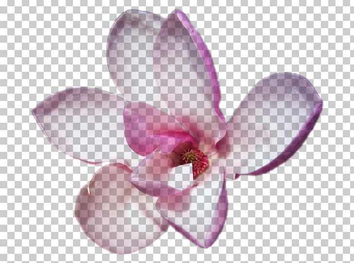 Perfume Escada Party Magnolia Tonka Beans PNG, Clipart, Blossom, Cut Flowers, Escada, Fashion, Flower Free PNG Download
