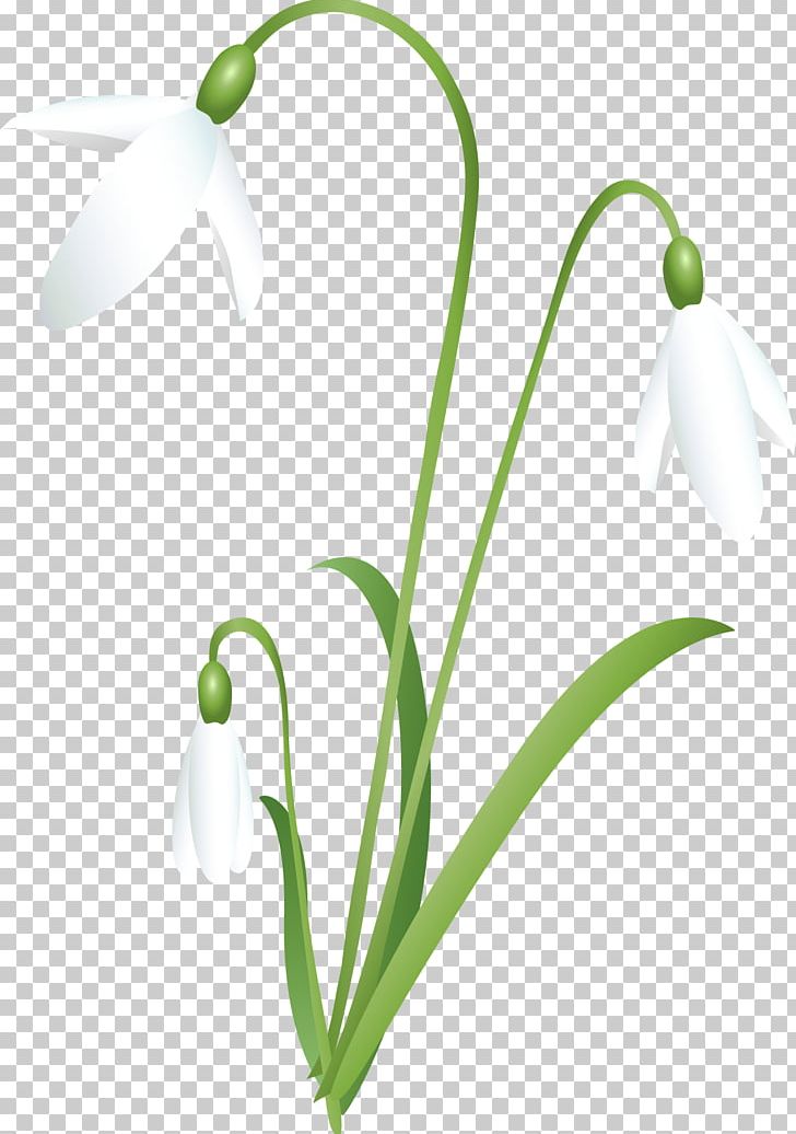 Snowdrop Cut Flowers Spring Snowflake PNG, Clipart, Amaryllidaceae, Amaryllis, Bagira, Blossom, Bud Free PNG Download