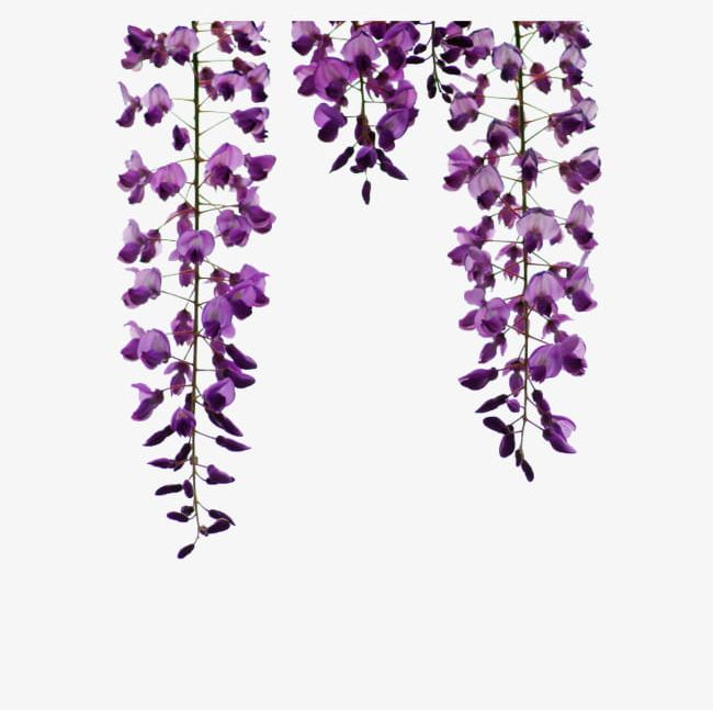 Wisteria Hanging Material PNG, Clipart, Flower, Flowers, Hanging, Hanging Clipart, Material Clipart Free PNG Download