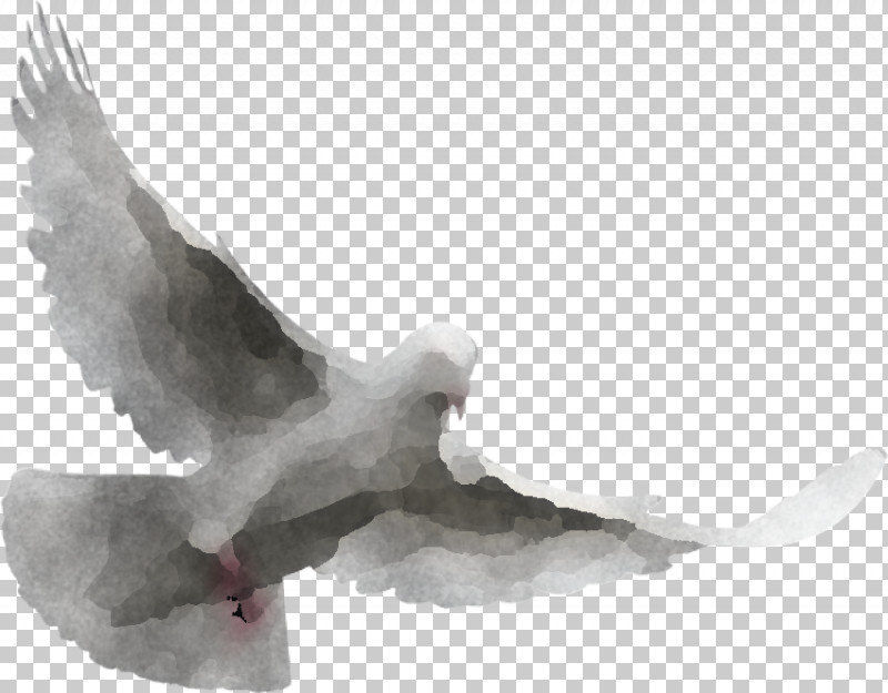 Feather PNG, Clipart, Beak, Bird, Drawing, Eagle, European Herring Gull Free PNG Download