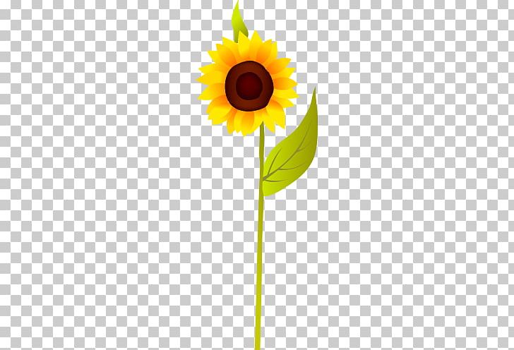 Common Sunflower Sunflower Seed PNG, Clipart, Bright Flowers, Common Sunflower, Daisy Family, Flower, Flower Bouquet Free PNG Download