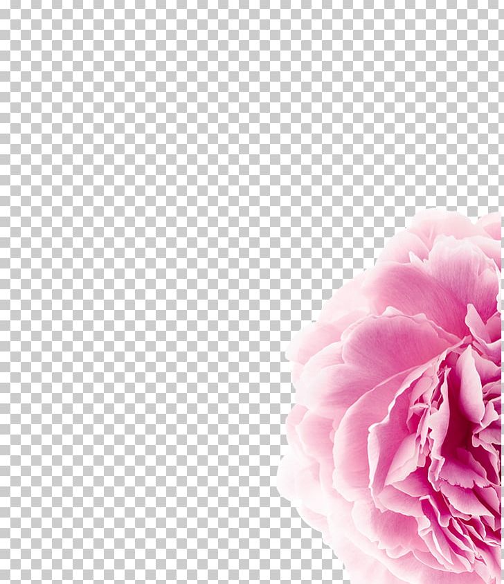 Moutan Peony Scalp Hair Paeonia Lactiflora PNG, Clipart, Capelli, Carnation, Computer Wallpaper, Cosmetics, Cut Flowers Free PNG Download
