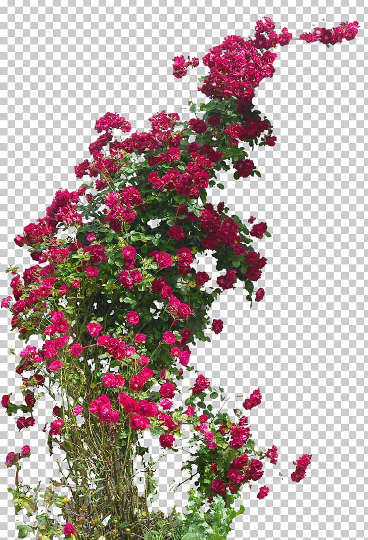 Damask Rose Field Rose Flower Hybrid Tea Rose Rambler-Rose PNG, Clipart, Annual Plant, Cut Flowers, Damask Rose, Field Rose, Flora Free PNG Download